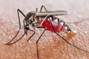 Mosquito Borne Disease