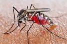 Mosquito Borne Disease